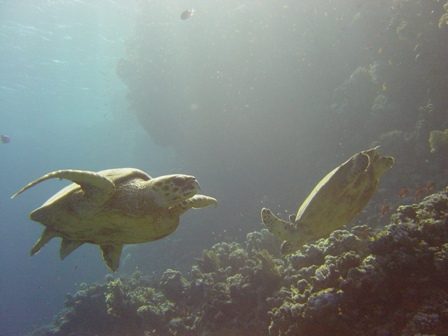 2 Schildkrten